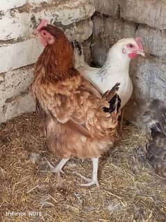 golden misri hens per piece 2100