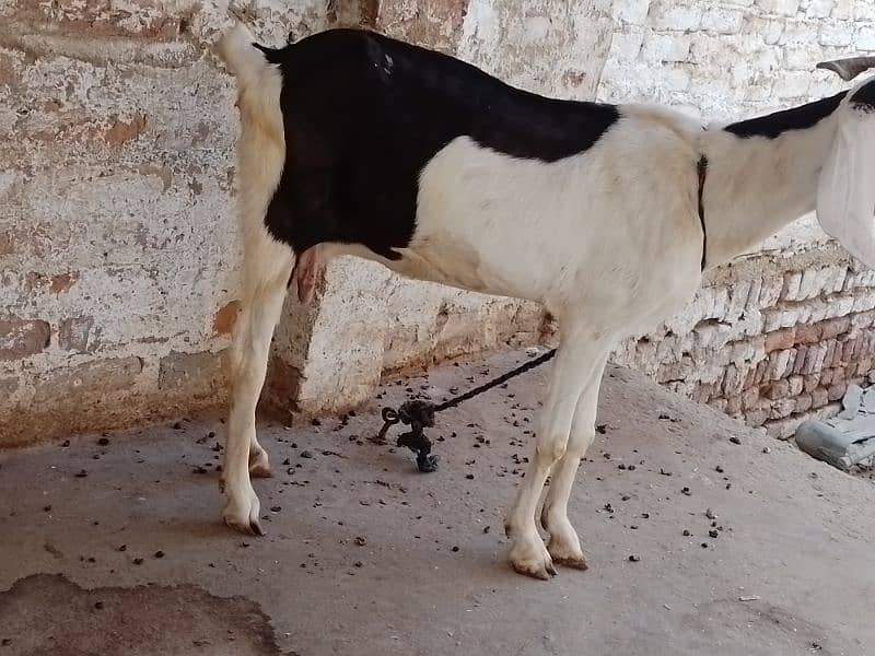 gulabi cross bakri  3 mahina  se  peetse  hai 3