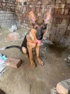 German sheperd single coat dog for sale