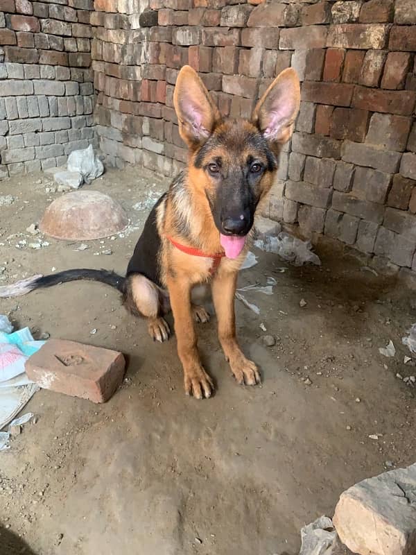 German sheperd single coat dog for sale 0