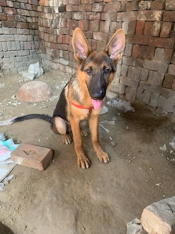 German sheperd single coat dog for sale 1