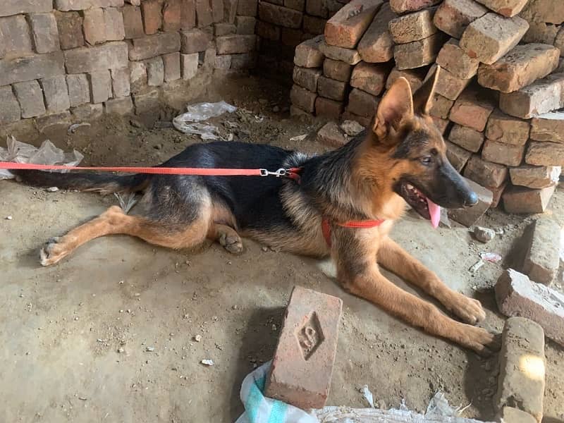 German sheperd single coat dog for sale 2