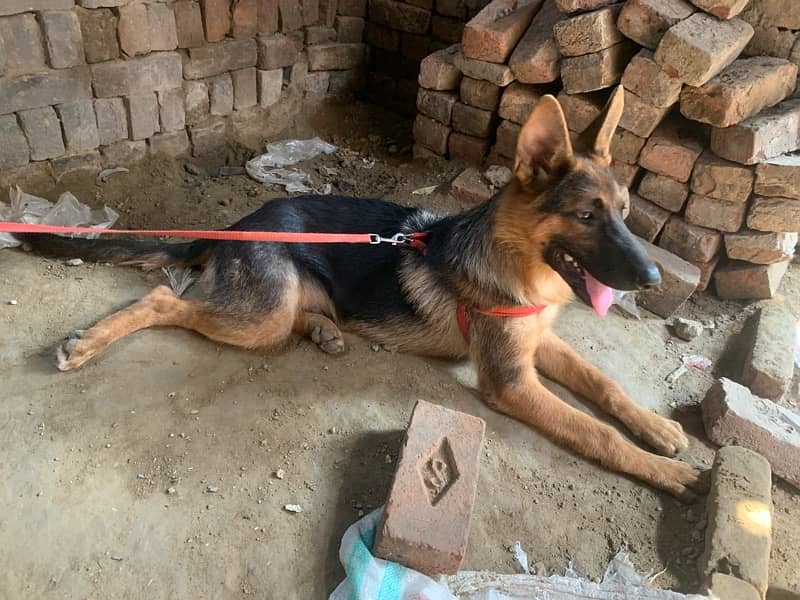 German sheperd single coat dog for sale 3