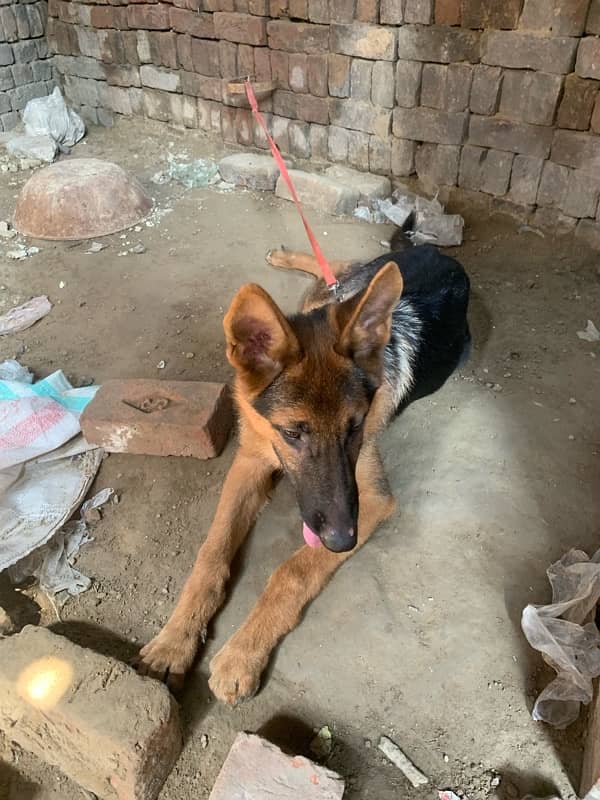 German sheperd single coat dog for sale 4