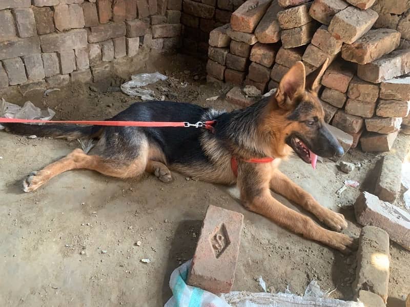 German sheperd single coat dog for sale 6