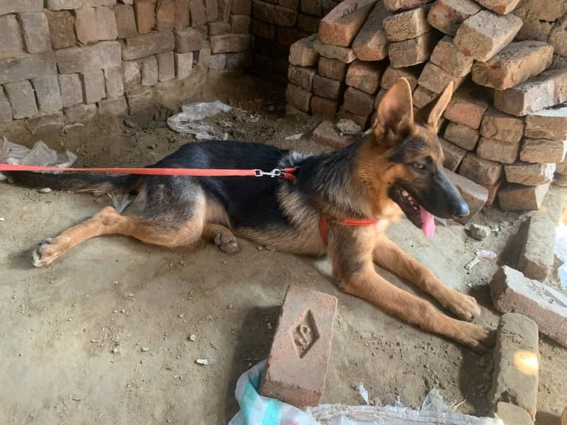 German sheperd single coat dog for sale 7