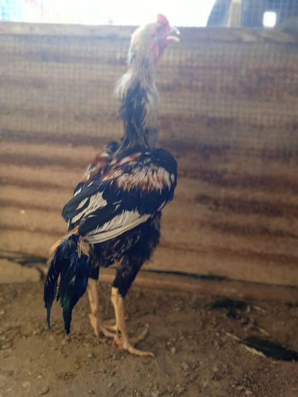 Aseel Java Male for Sale 0