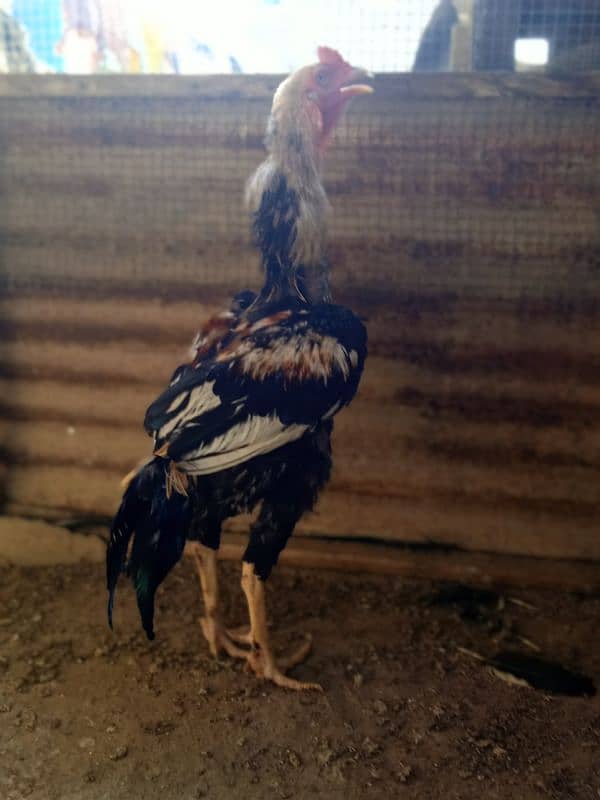 Aseel Java Male for Sale 1