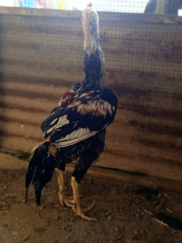 Aseel Java Male for Sale 2