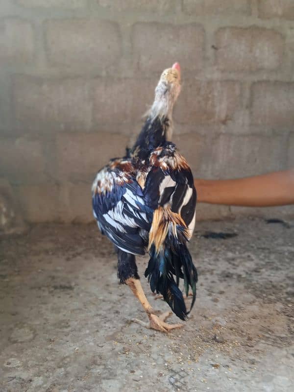 Aseel Java Male for Sale 4