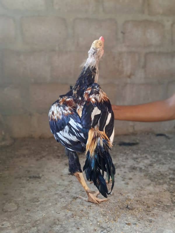 Aseel Java Male for Sale 5