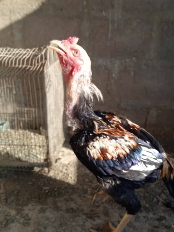 Aseel Java Male for Sale 6