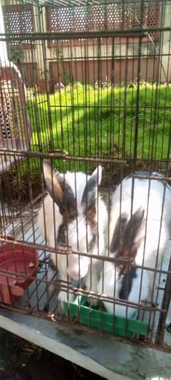 New Zealand Rabbits for sale.