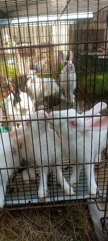 New Zealand Rabbits for sale. 1