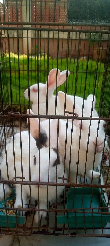 New Zealand Rabbits for sale. 2