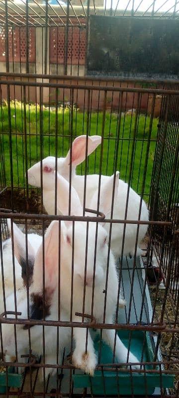 New Zealand Rabbits for sale. 3