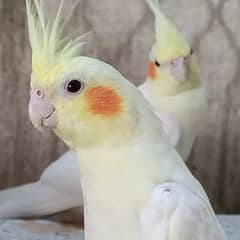 Cocktiels Cream, Grey and Eno Vpied Fresh stock