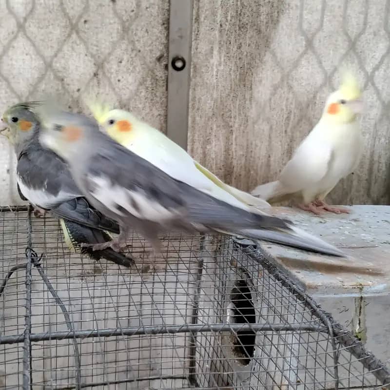 Cocktiels Cream, Grey and Eno Vpied Fresh stock 5