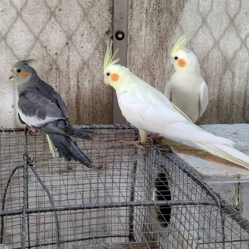 Cocktiels Cream, Grey and Eno Vpied Fresh stock 6