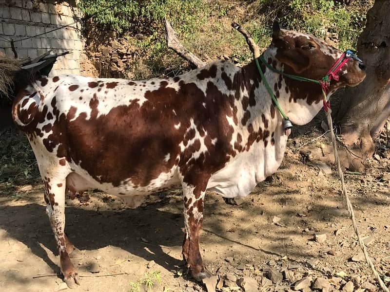 Homebreed second timer 2 months ki gaban 8-9 kg milk 0