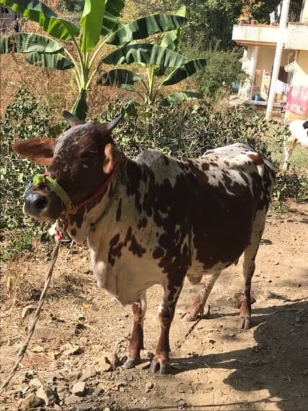 Homebreed second timer 2 months ki gaban 8-9 kg milk 2