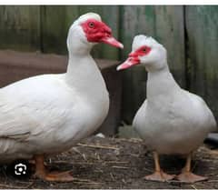 Muscovy duck