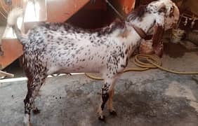 Goat/Pair of Bakra/ Bakri for sales/jora of bakra and Bakri