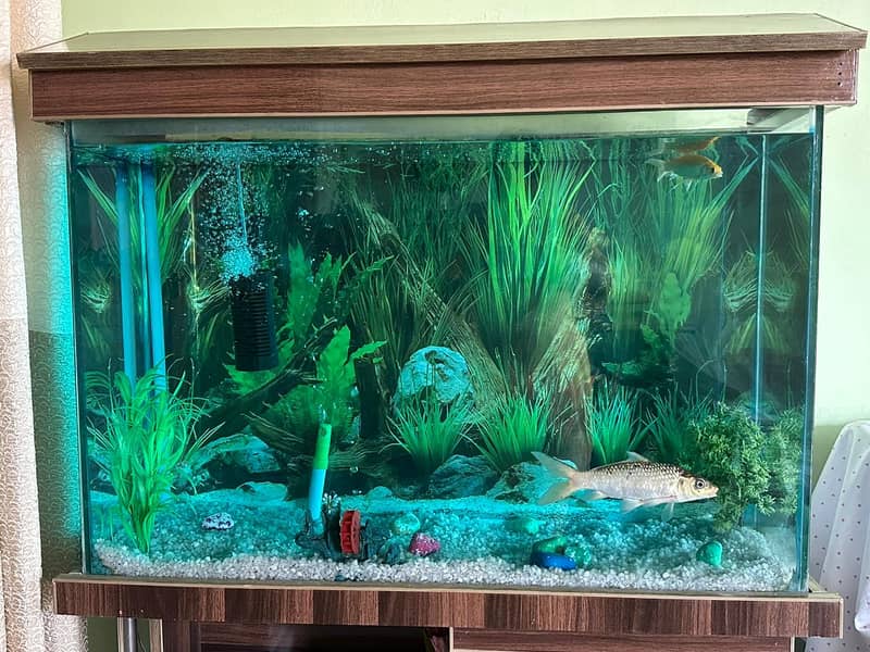 Aquarium 03097874955 2