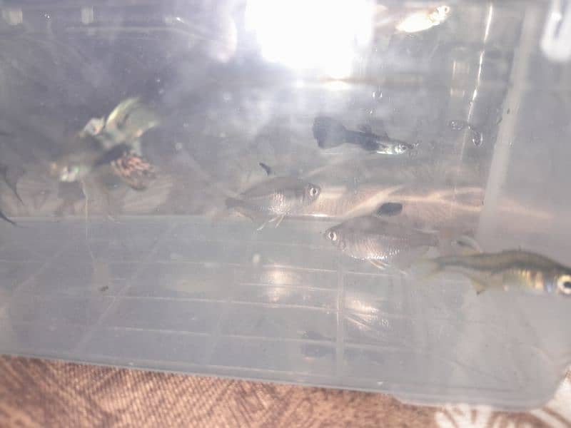 different types of fishes available description parh lein 16