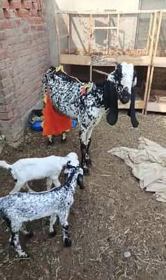 Black Makhi Cheeni female Goat with male and female kid for sale