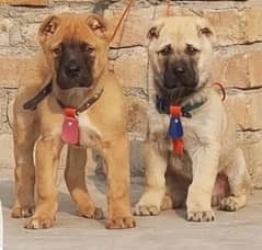 king Kurdish kangal pair show quality daball hadi for sale