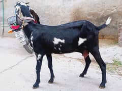 Bakri