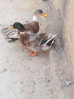 ducks pair