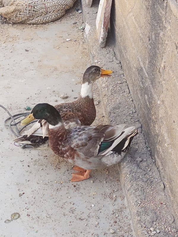 ducks pair 1