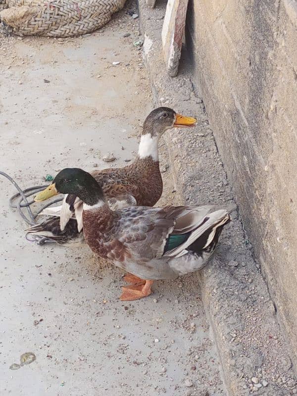 ducks pair 2