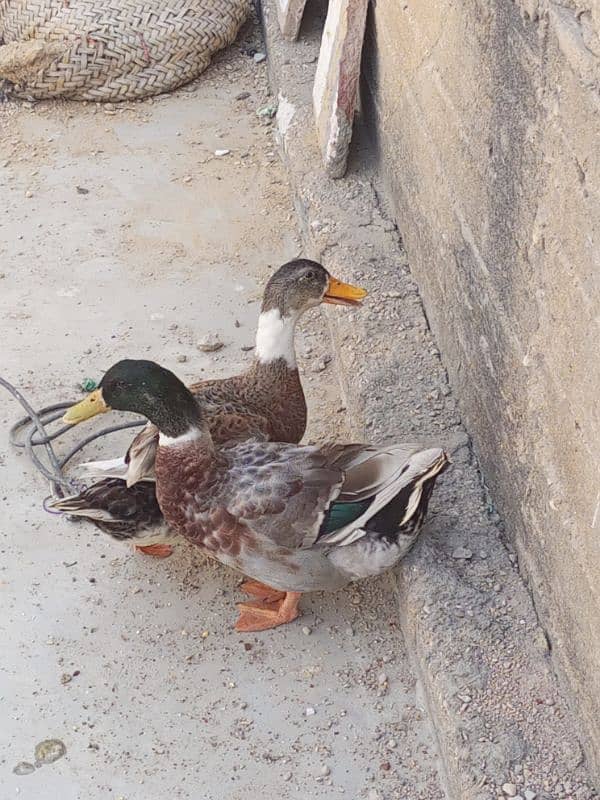 ducks pair 3