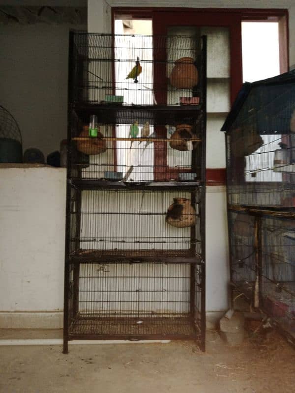 cage with parrots 2