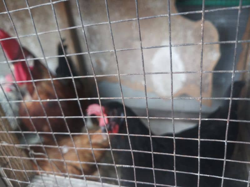 hens for sale in home breed 0