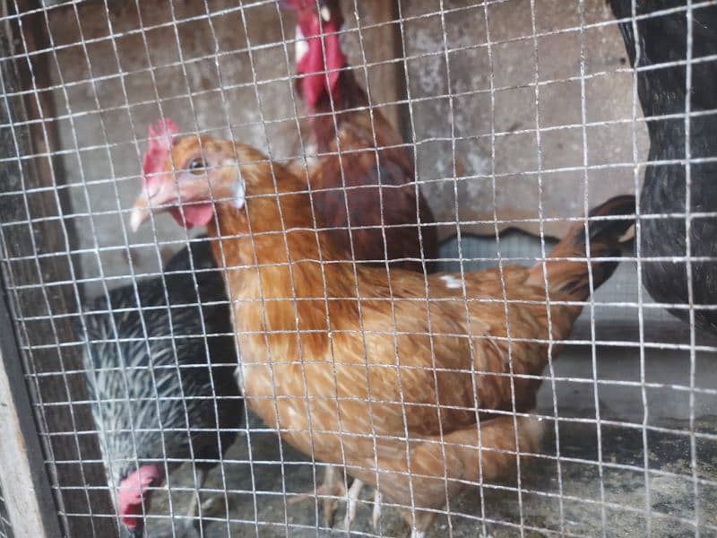 hens for sale in home breed 1