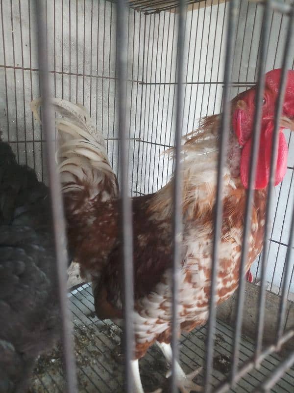 hens for sale in home breed 2