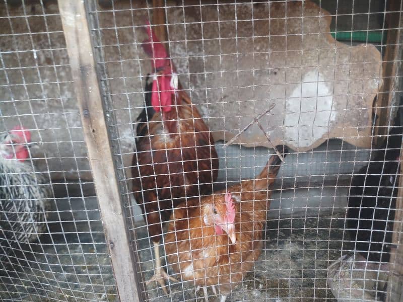 hens for sale in home breed 3