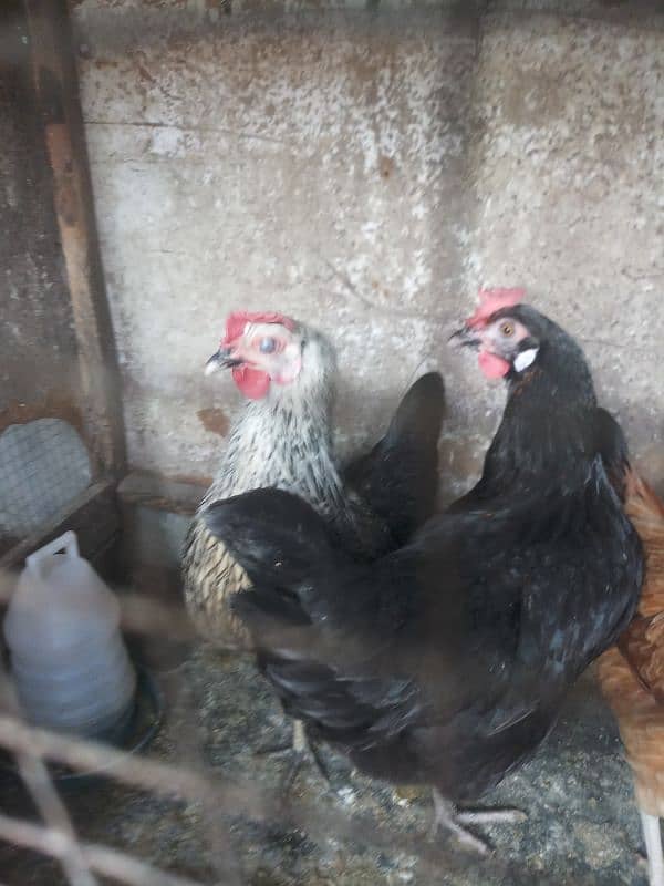 hens for sale in home breed 5