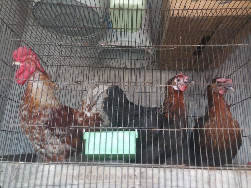 hens for sale in home breed 6