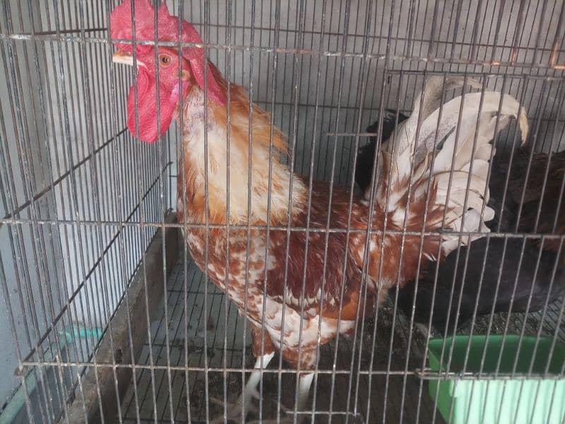 hens for sale in home breed 9