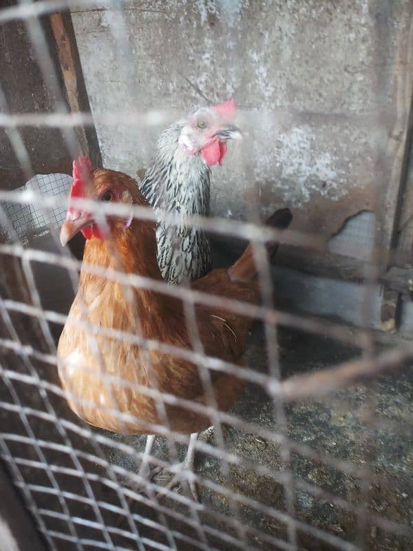 hens for sale in home breed 10