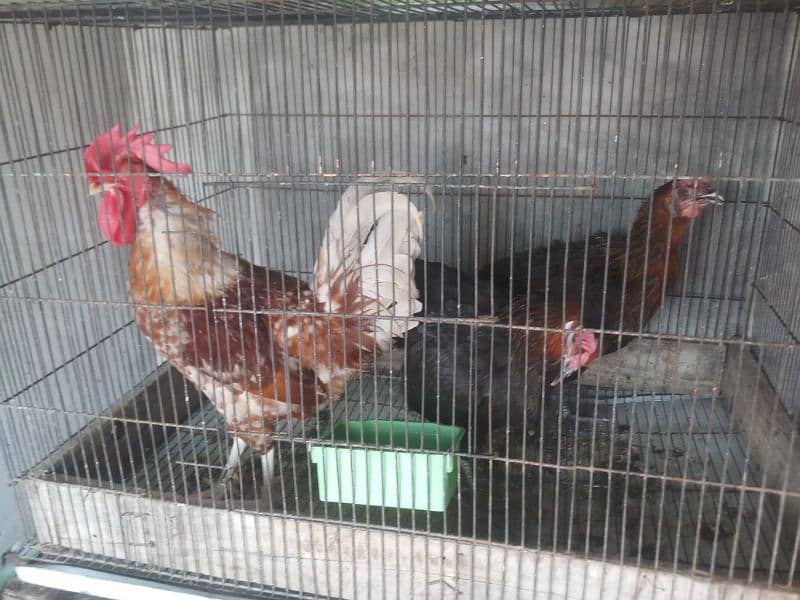 hens for sale in home breed 11