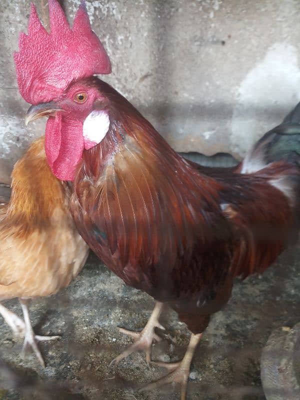 hens for sale in home breed 12