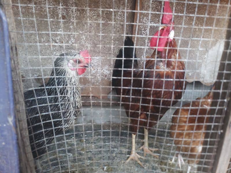 hens for sale in home breed 13