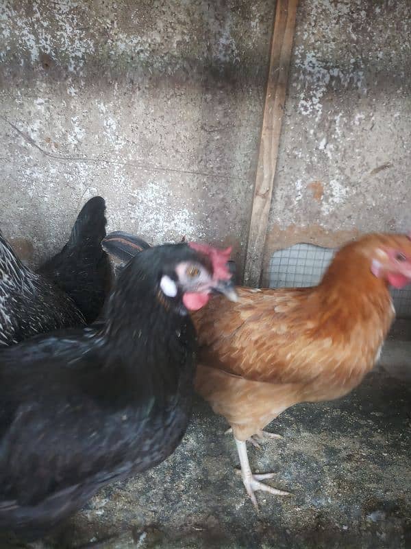 hens for sale in home breed 14