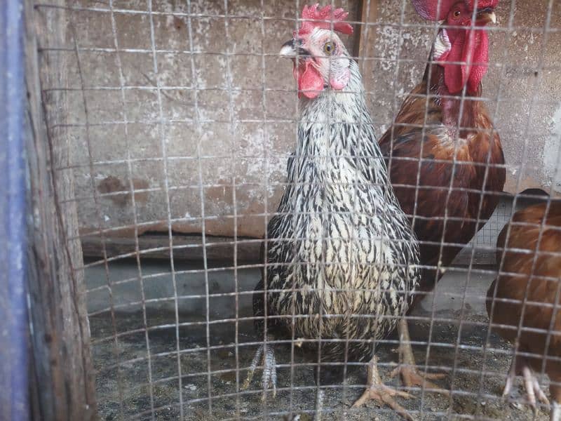 hens for sale in home breed 15